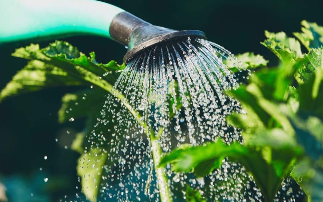 Protéger son potager de la canicule