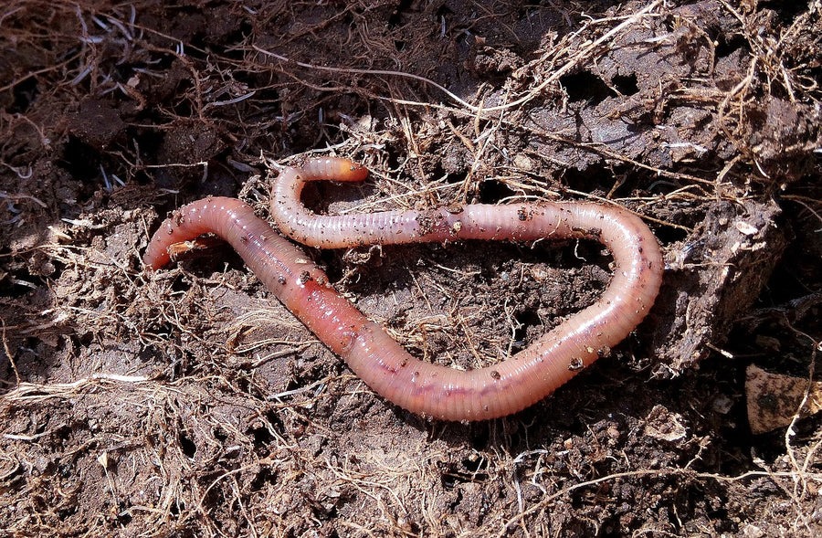 Engrais, amendement,… comment fertiliser son jardin ?