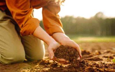 Journée mondiale des sols : comprendre et préserver l’épiderme de notre planète