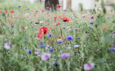 Comment mettre en place une bande florale au jardin ?