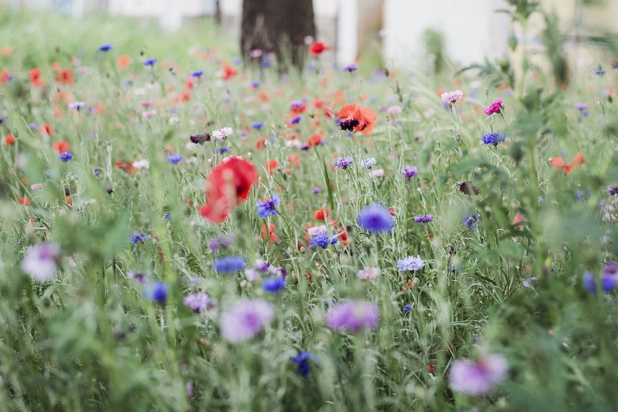 Comment mettre en place une bande florale au jardin ?